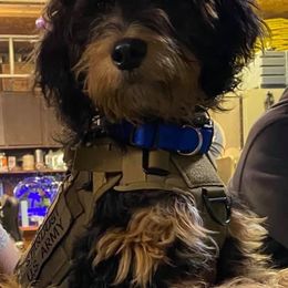 Aussiedoodle and Bernedoodle All Grown Up from Imels Doodles