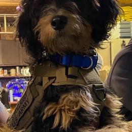 Aussiedoodle and Bernedoodle All Grown Up from Imels Doodles