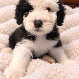 Blue - Gray and white male Old English Sheepdog puppy in Iowa from Midwest Puppy Paws