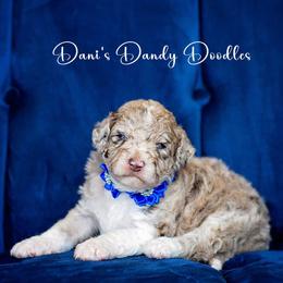 Aussiedoodle Puppies from Dani's Dandy Doodles