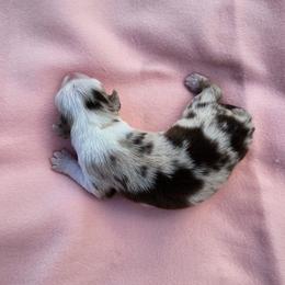 Anthony - Red merle male Miniature Australian Shepherd puppy in Lakeland, Florida from Sunshine Mini Aussies