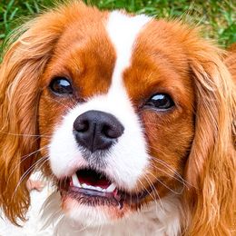 Cavalier King Charles Spaniels from MagPie Cavaliers