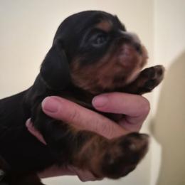 Jesse - Black and tan male Cavalier King Charles Spaniel puppy in Shirley, Massachusetts from StoryBook Cavaliers LLC