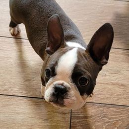 Boston Terrier All Grown Up from Debra Hartwig’s Boston Terriers