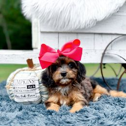 Paisley - Merle female Cavapoo puppy in Statesville, North Carolina from Doodle Babies