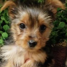 Archer - Black and gold male Yorkshire Terrier puppy in Hot Springs, Arkansas from Kimberly's Lovable Littles