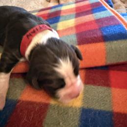 Axel Rose - Liver white and roan male English Springer Spaniel puppy in Memphis, Tennessee from Lynn Bee Avenue