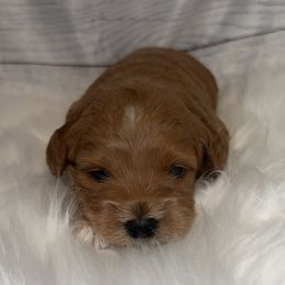 Boy 2 - Red male Cockapoo puppy in Colorado from Garrett Doodles