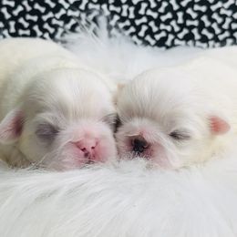 Pekingese Puppies from Crawford Ranch Canines