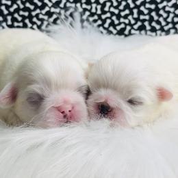 Pekingese Puppies from Crawford Ranch Canines