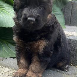 Dana - Black and red female German Shepherd puppy in New Jersey from Stahlhaus ( Previously Buffelbach Farmstead Shepherds)