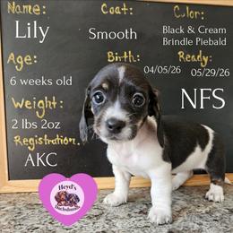 Lily - Piebald female Dachshund puppy in Hoquiam, Washington from Heyd's Mini Dachshunds
