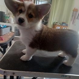 Girl 1 - Sable female Pembroke Welsh Corgi puppy in Easley, South Carolina from Black Thumb Homestead