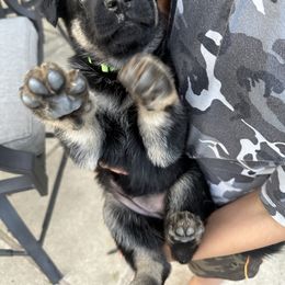 German Shepherd Puppies from Vermachtnis German Shepherds