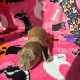 Betty - Cream female Dachshund puppy in Yucaipa, California from Motorhead Dachshunds