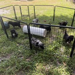 Miniature Australian Shepherd Puppies from Peace Creek Aussies