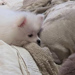 Peppa - White female Pomeranian puppy in Plano, Texas from Madison Park Poms