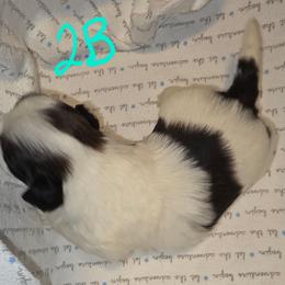 Boy2 - Tricolor male Shih Tzu puppy in Buxton, Massachusetts from Shih Tzu Junction
