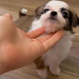 Fluff - Fawn and white female Chihuahua puppy in Santa Rosa, California from Little chihuahua angels