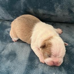 Ivan - Lilac male Boston Terrier puppy in Red Bluff, California from SunnyValley Bostons