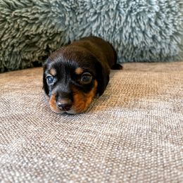 Dachshund Puppies from Cotton Hill Dachshunds
