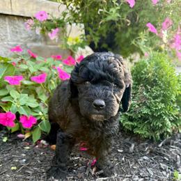 Girl 4 - Black and white female Bernedoodle puppy in Russiaville, Indiana from Pleasant Creek Minibernedoodles