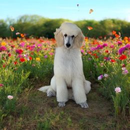 Betty - Cream Poodle puppy in Port Orange, Florida from Daytona’s Standard Poodles