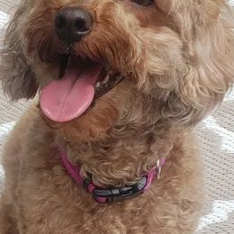 Poodles from Paw Print Farms