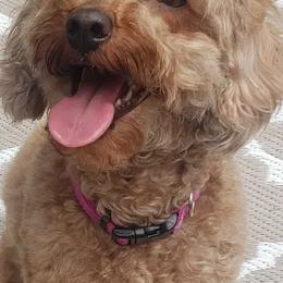 Poodles from Paw Print Farms