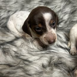 Chocolate and tan w heavy ticking - Piebald female Dachshund puppy in Spicer, Minnesota from Arrow Valley