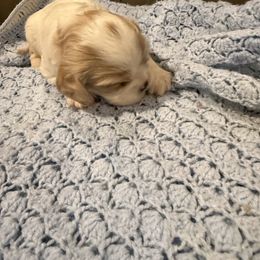 Otis - Blenheim male Cavalier King Charles Spaniel puppy in Athens, Georgia from Sandy Cross Kennels