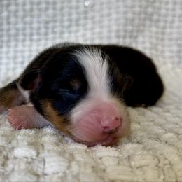 Kinder - Black tri-color female Australian Shepherd puppy in Ashland, Ohio from SS Australian Shepherds