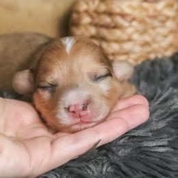 Willow - Sable merle and white female American Corgi puppy in Fayetteville, Arkansas from Intergalactic Corgis