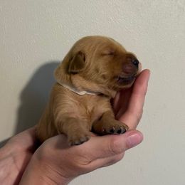 White Collar Girl - Dark golden female Golden Retriever puppy in Salisbury, North Carolina from Piedmont Golden Retrievers