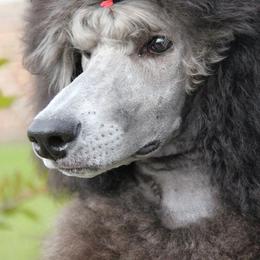 Poodles from Pearsonia poodles