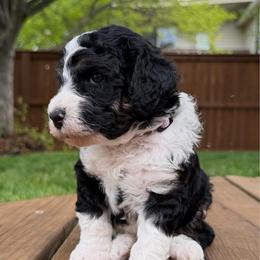 Rue - Tri-color female Bernedoodle puppy in Fishers, Indiana from Fishers Bernedoodles