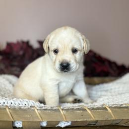 Maple - Yellow female Labrador Retriever puppy in Rocky Top, Tennessee from Rocky Top Retrievers