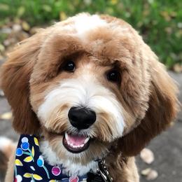Linc - Goldendoodle