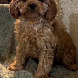 Dot (Yellow Collar Girl) - Red female Cavapoo puppy in Gilbert, Arizona from Azteddybeardoodles