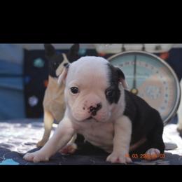 Valentine - Black brindle and white male Boston Terrier puppy in New Cumberland, Pennsylvania from BB and C Bostons