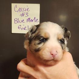 Girl 1 - Blue merle female Toy Australian Shepherd puppy in Hampton, Tennessee from TC Farms Stock Dogs - Miniature Australian Shepherds