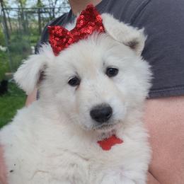 German Shepherd Puppies from Von Holtzapple German shepherds
