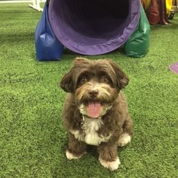 Havanese Puppies from EClair's Havanese and Westies