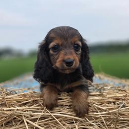 Garnet is 4000dollars - Red female Dachshund puppy in Crystal, Michigan from Mare-bella Dachshunds