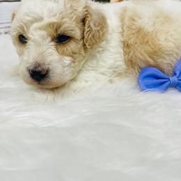 Twix - Red  female Poodle puppy in Nixa, Missouri from Family Poodles