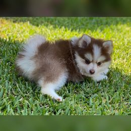 Pomsky Puppies from Under The Sea Pomskies
