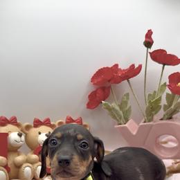 Yellow - Dapple female Dachshund puppy in Goodyear, Arizona from AZ Royal Doxies llc