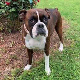Jules - Boxer