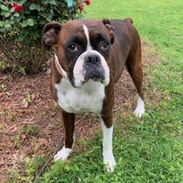 Jules - Boxer