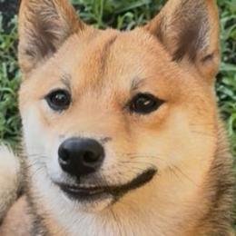 Ruby - Shiba Inu